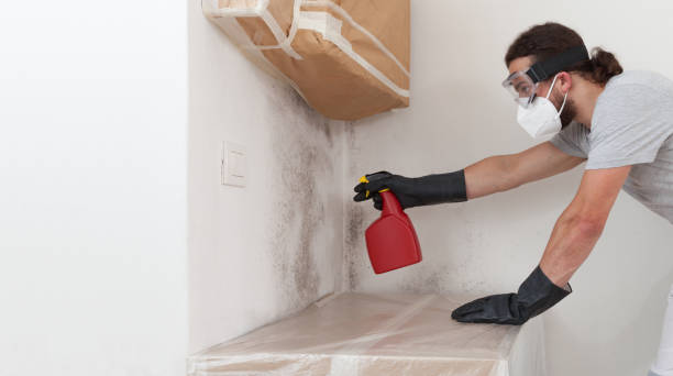 Professional Basement Mold Remediation technician working in Immokalee, FL